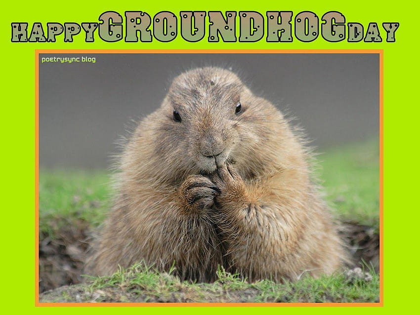 Wish You Happy Groundhog Day, groundhog day 2018 HD wallpaper