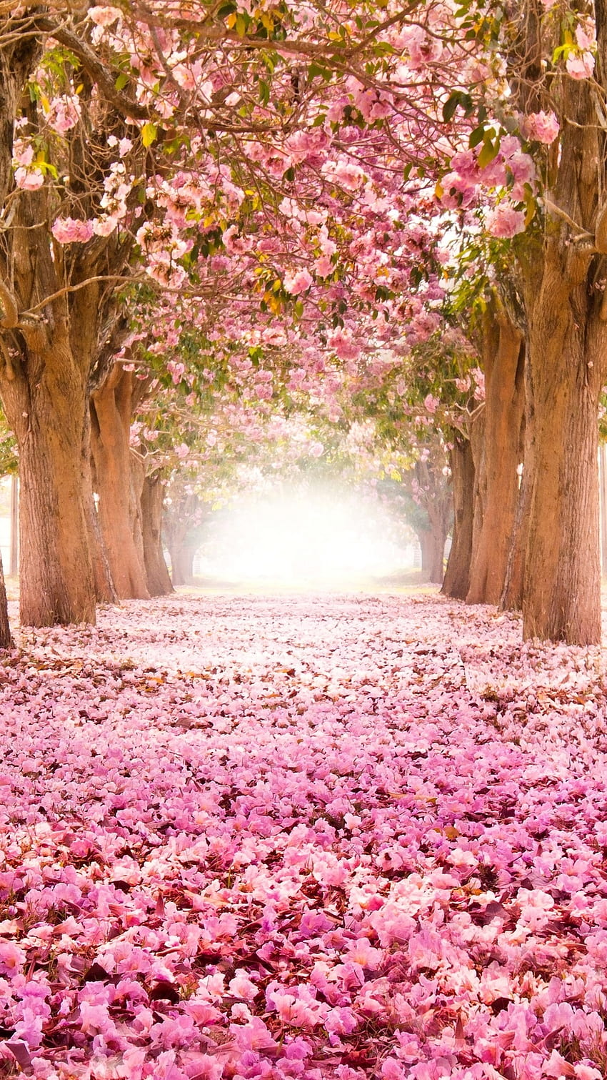iPhone Cherry Blossom, fiori di ciliegio Sfondo del telefono HD