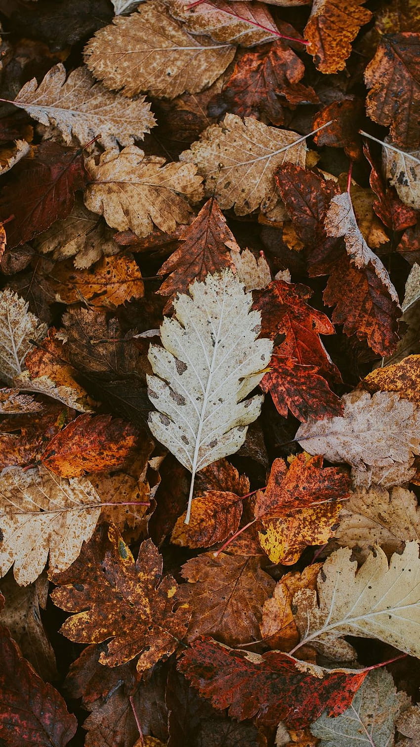 This Week's Best For ., autumn survival HD phone wallpaper