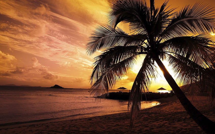 Beach Sunset, palm tree sunset HD wallpaper | Pxfuel