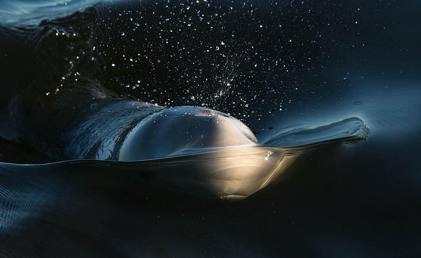 Snot for science: Arctic researchers are collecting snot from beluga ...