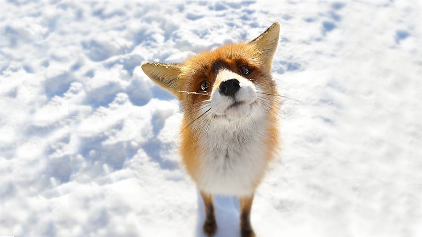 Fox Red Fox Snow Winter, red foxes HD wallpaper