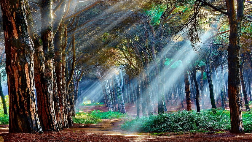 Mystical Forest [1920×1200] : r/, mystic forest HD wallpaper