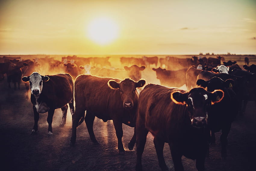 Cow Sunset, sunset cow HD wallpaper