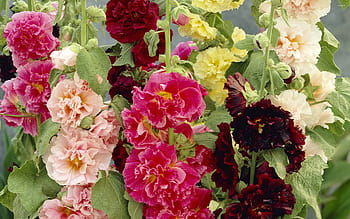 Hollyhock varieties, Alcea rosea varieties