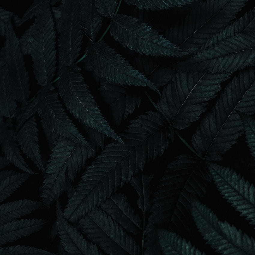 3415x3415 листа, тъмно, растение, издълбан, храст ipad pro 12.9, тъмно растение HD тапет за телефон