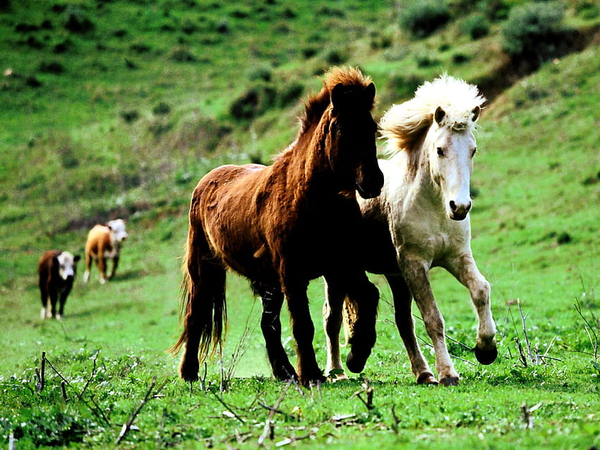 Shetland pony HD wallpaper