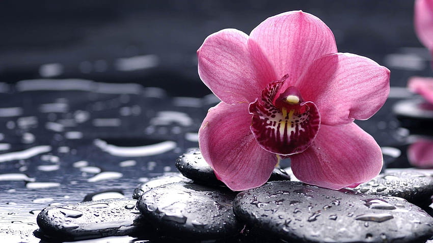 Die 5 Besten Hintergrundbilder der Natur, Blumen und Orchideen วอลล์เปเปอร์ HD