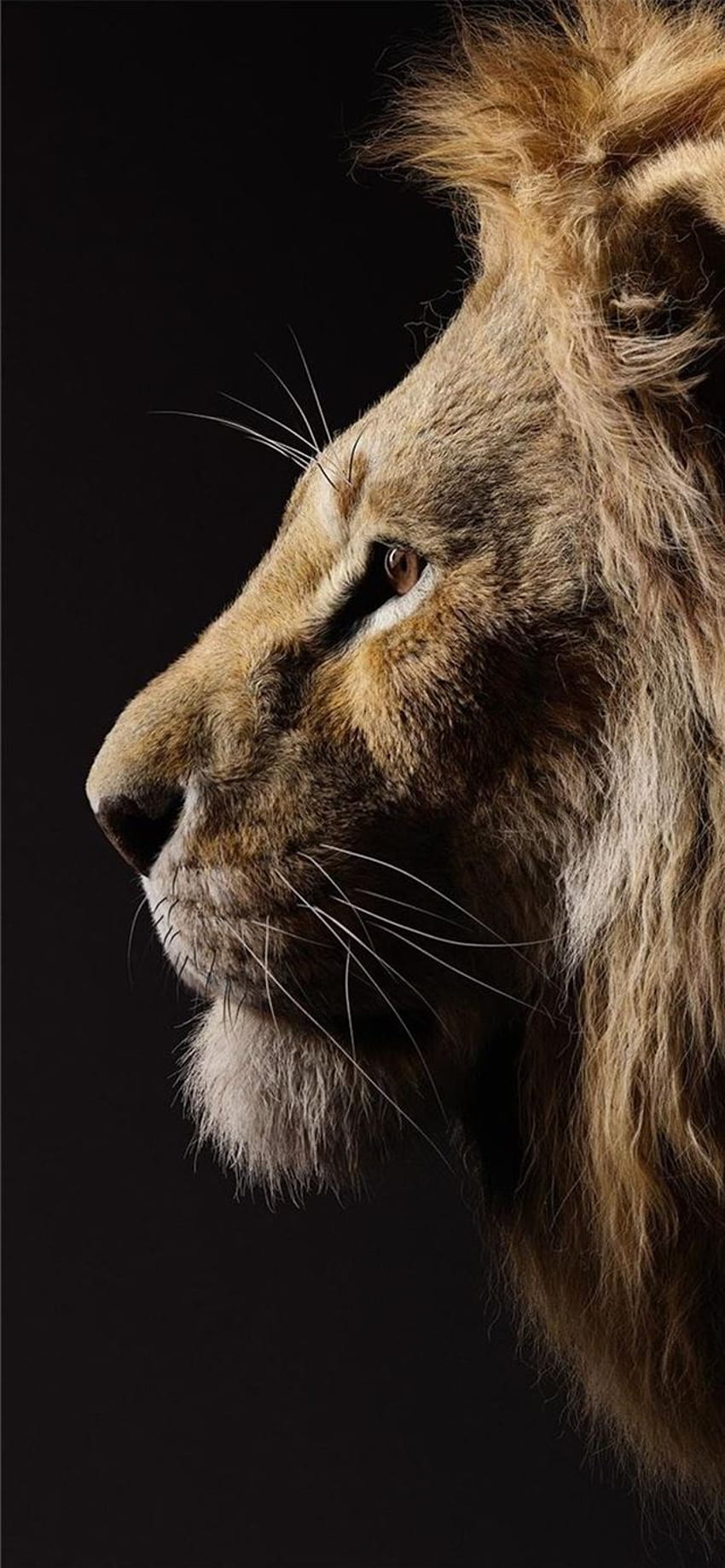 Vua sư tử, biểu tượng của sự quyền lực, uy tín và vị thế trong thiên nhiên. Hình nền iPhone vua sư tử sẽ giúp bạn phát triển một cảm giác đồng thuận với các giá trị này. Sử dụng hình nền này để trang trí cho điện thoại, bạn sẽ không chỉ có một chú sư tử mà còn là một vị vua sư tử tinh tế và quyền lực. 