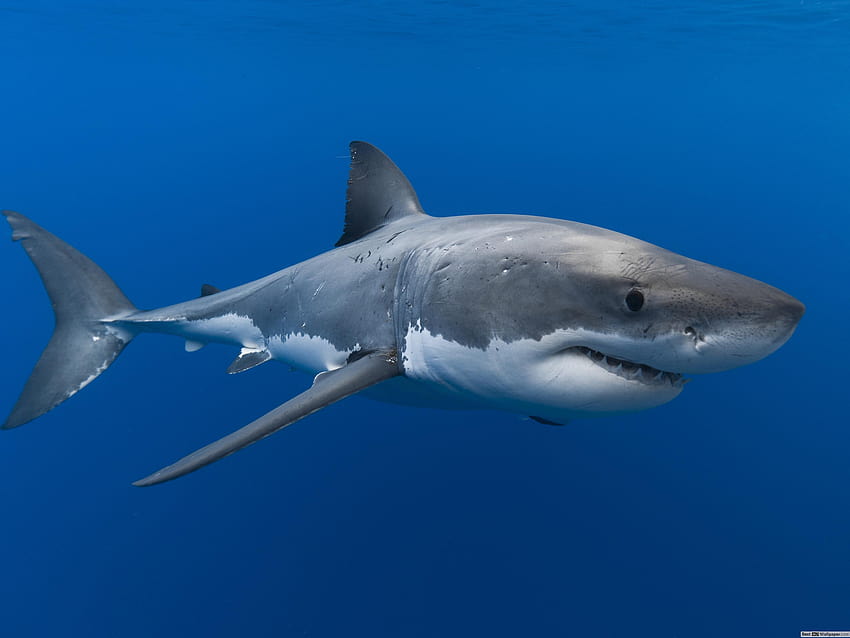 Great White Shark Group HD wallpaper