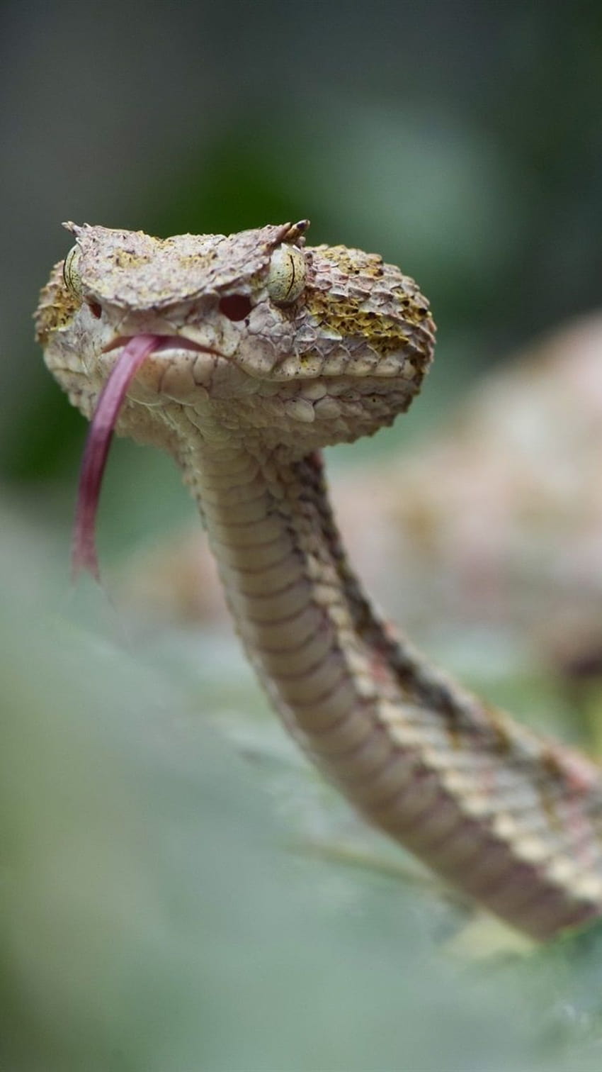 Eyelash Viper, snake, bokeh 750x1334 iPhone 8/7/6/6S, iphone 6 snake HD phone wallpaper