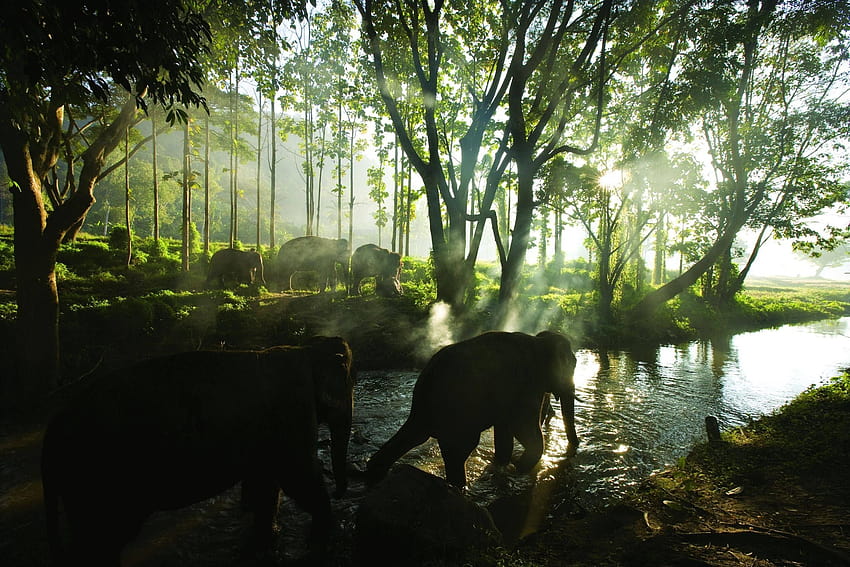 floresta índia elefantes rios 2457x1638 alta qualidade, alta definição, floresta indiana papel de parede HD