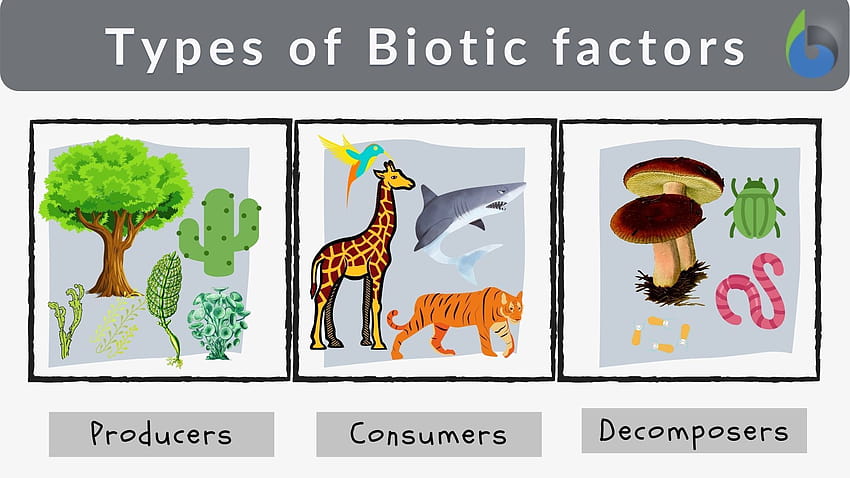 Biotic factor Definition and Examples, biotic factors HD wallpaper