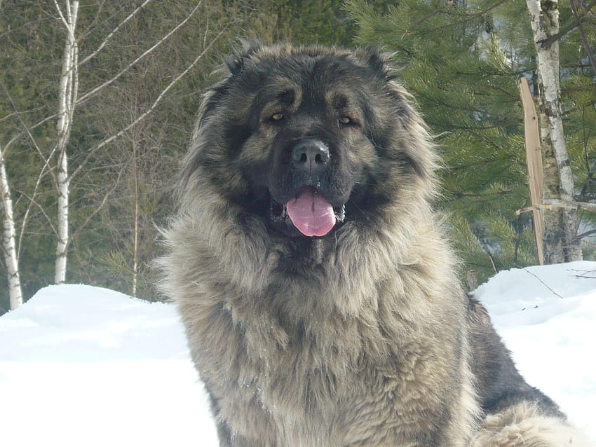 Caucasian Shepherd Dog, big dog HD wallpaper