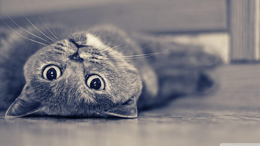แมว บริติชชอร์ตแฮร์ Lazy Cat Shorthair Full Animal วอลล์เปเปอร์ HD