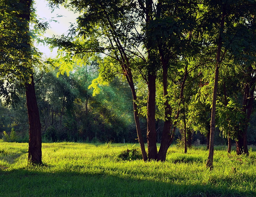 Di Luar Ruangan Lanskap Pohon Hutan Rumput Musim Panas Pemandangan Hijau Matahari Kayu, hutan di musim panas Wallpaper HD