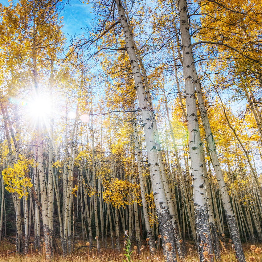 Quaking aspen trees leaves forest HD phone wallpaper | Pxfuel