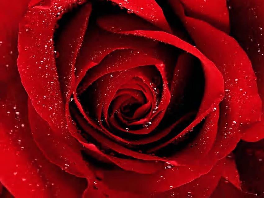 Best 4 Red Roses Backgrounds on Hip, roses are red HD wallpaper