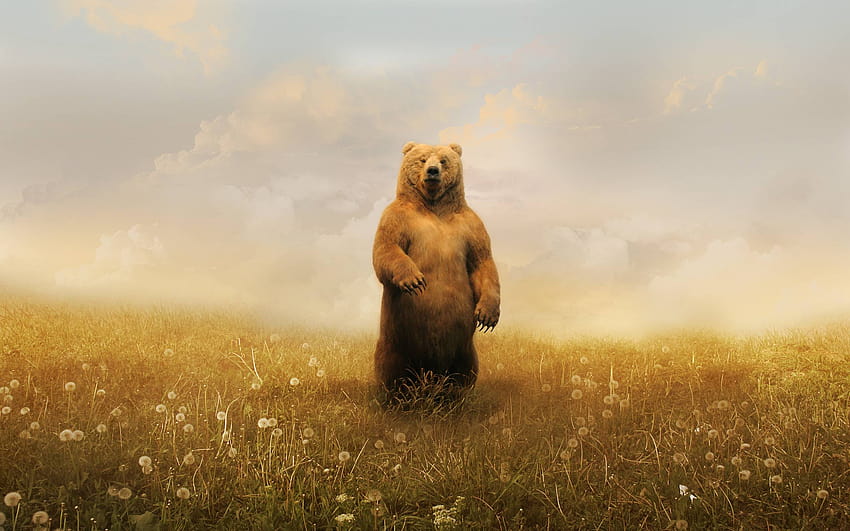 Bear Art, grizzly bear backgrounds HD wallpaper