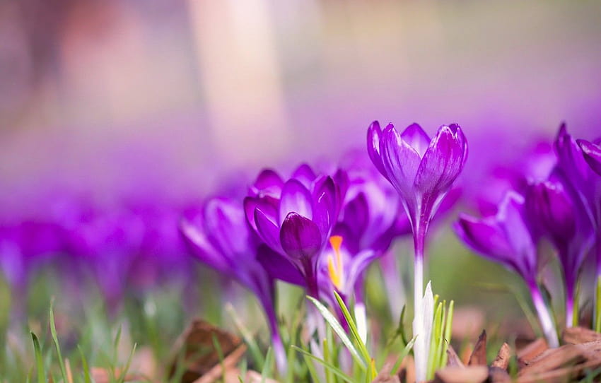 Macro, spring, bokeh, Crocuses, Saffron for HD wallpaper | Pxfuel