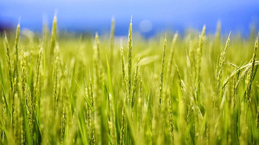 High Definition, rice plant HD wallpaper