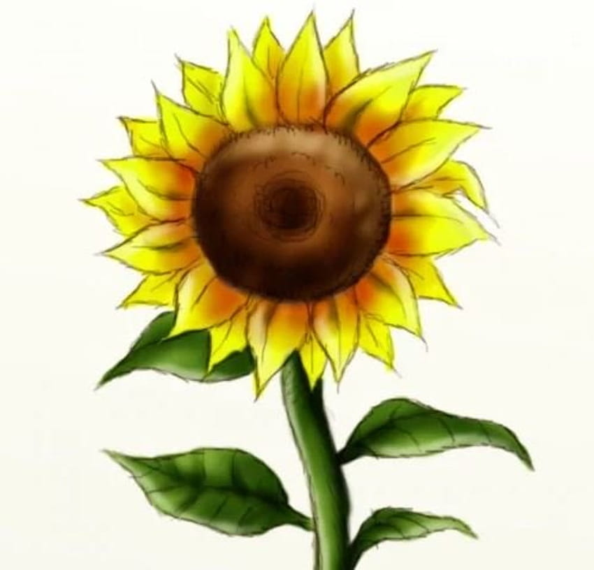 How to Draw a Sunflower, sunflower drawing HD wallpaper