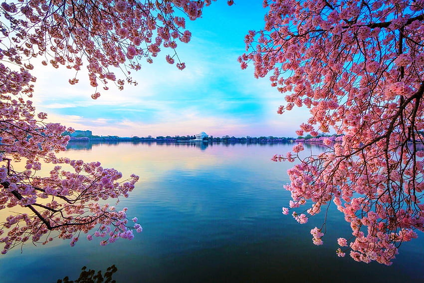 Воден черешов цвят, розово дърво до езеро HD тапет