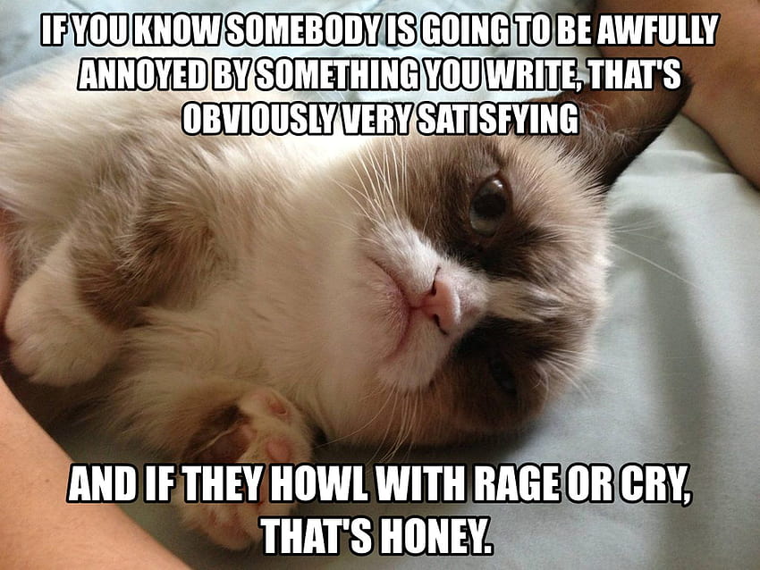 Cat meme quote funny humor grumpy HD wallpaper