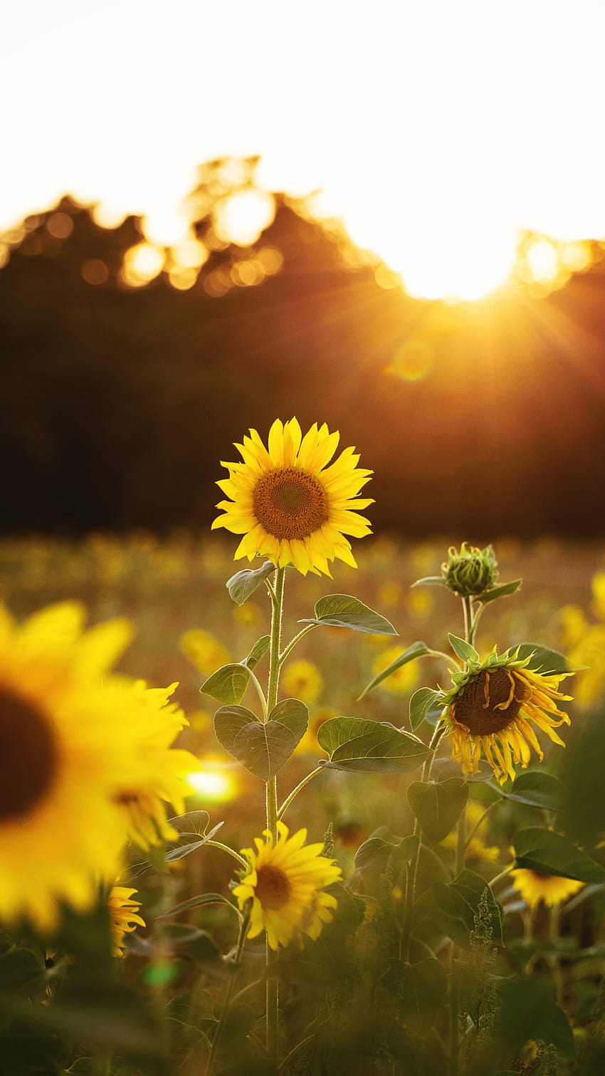 İphone Sunflower, bunga matahari biasa wallpaper ponsel HD