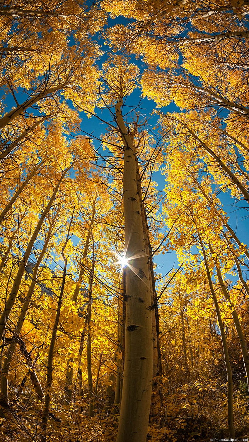 Autumn Woods iPhone 6 naturaleza iPhone 6, retrato de otoño fondo de pantalla del teléfono