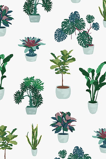 Indoor Plants Are Shown Grouped Together In A Room With Different Pots  Background, Types Of Indoor Plants With Picture Background Image And  Wallpaper for Free Download