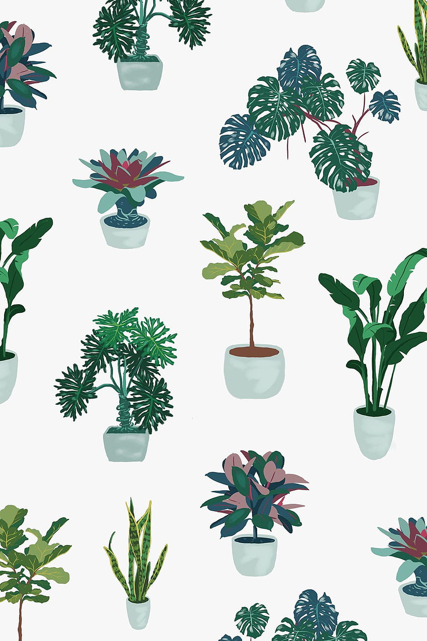 House Plant on Behance, tanaman dalam ruangan wallpaper ponsel HD