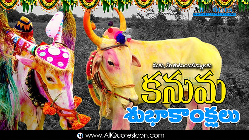 Amazing Happy Kanuma Best Telugu Kanuma Greetings Online Whatsapp Kanuma Messages Latest New 2019 Kanuma Wishes Telugu Quotes HD wallpaper