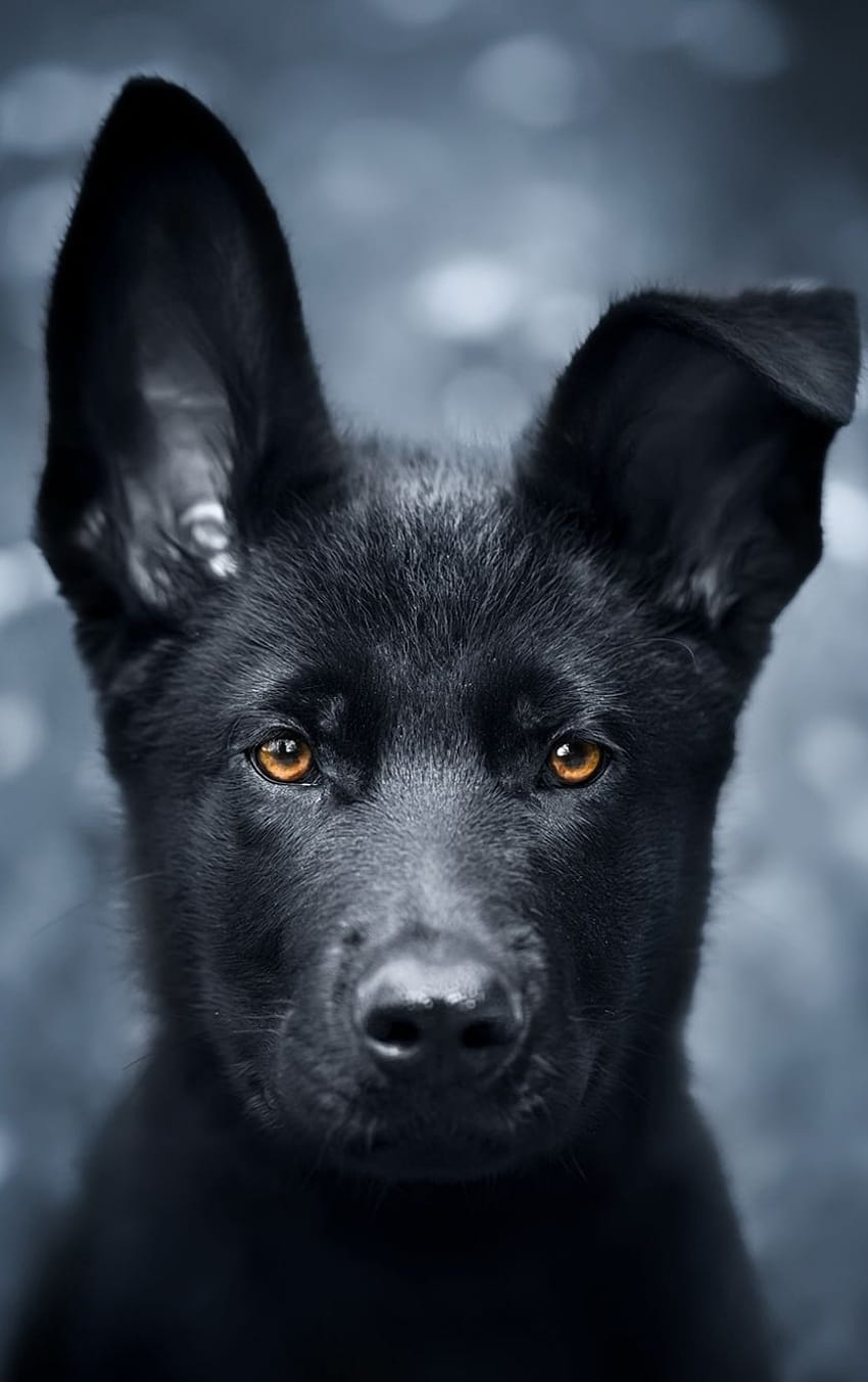 840x1336 pet, black puppy, german shepherd, german shepherd black iphone HD phone wallpaper