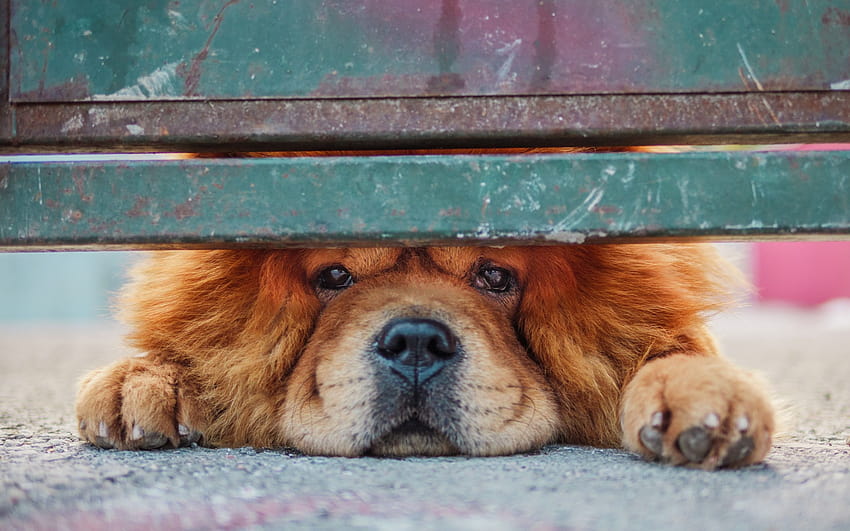 Chow Chow, guard dog, cute animal, fence, brown dog, with resolution 2880x1800. High Quality HD wallpaper