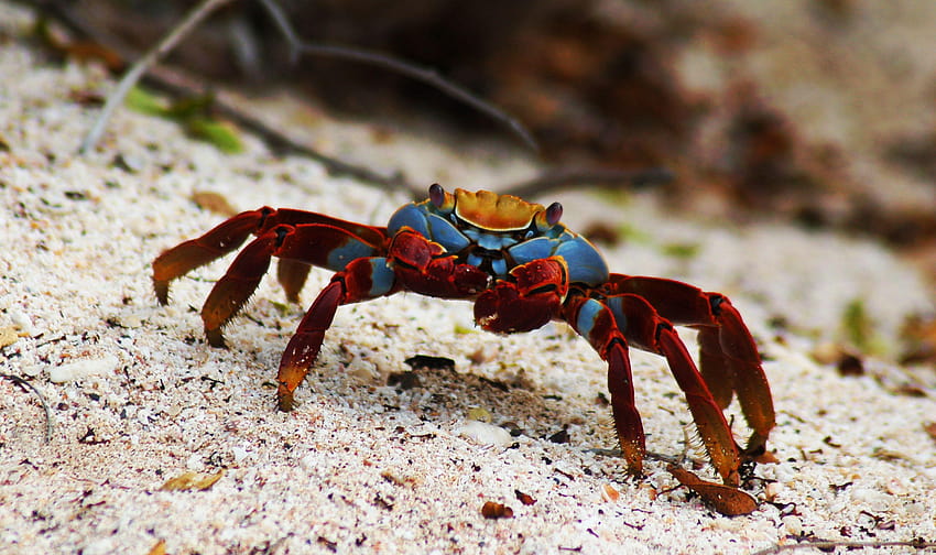 crabs HD wallpaper