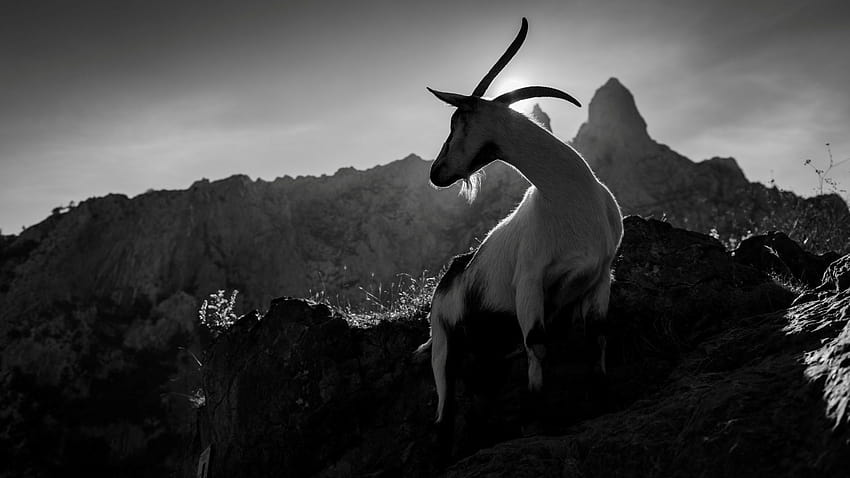 Black Goat HD wallpaper