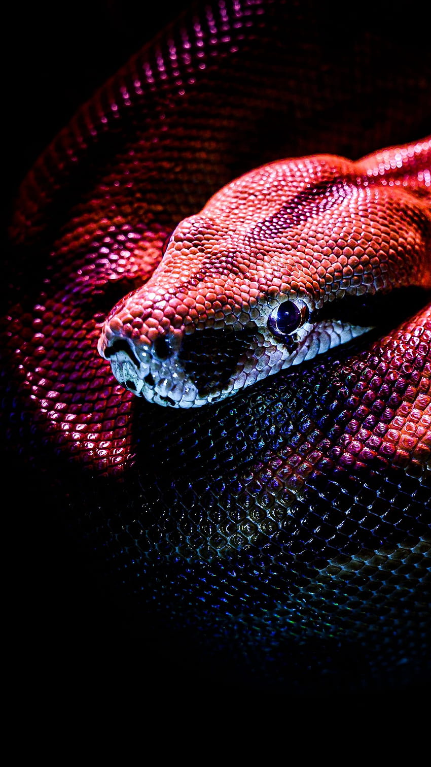 뱀, 파충류, 빨강, 어둠, 비늘, 붉은 뱀 HD 전화 배경 화면