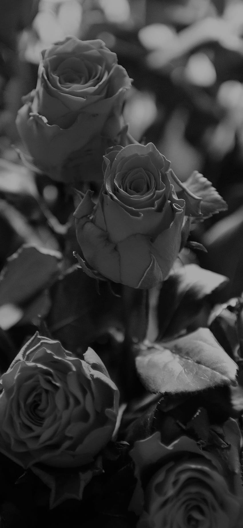 IPhoneXpapers, black rose iphone HD phone wallpaper | Pxfuel