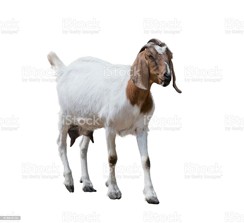 Boer Goat On White Stock, white goat HD wallpaper