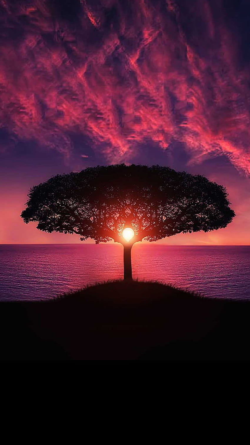 Zachód słońca i wielkie drzewo Tapeta na telefon HD