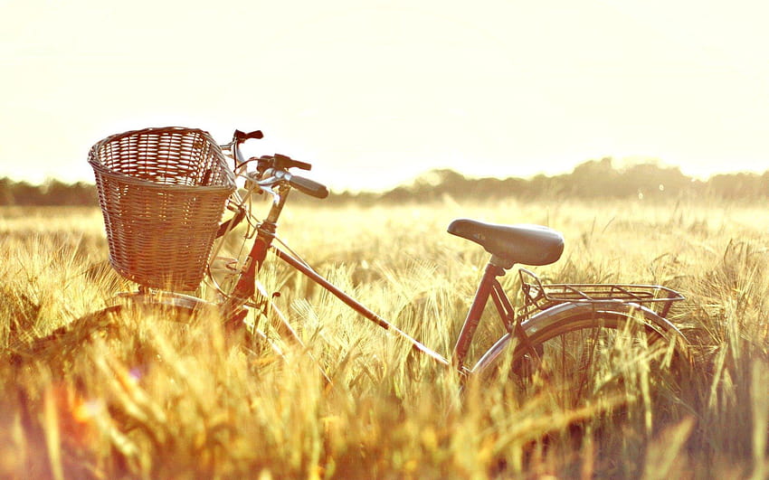 気分 自転車 ショッピング 自然 畑 小麦 ライ麦の穂 太陽 晴れた日 高画質の壁紙