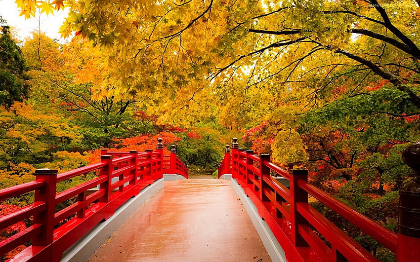 ЕСЕН есен пейзаж природа дърво гора листа листа път пътека мост, есенен мост HD тапет