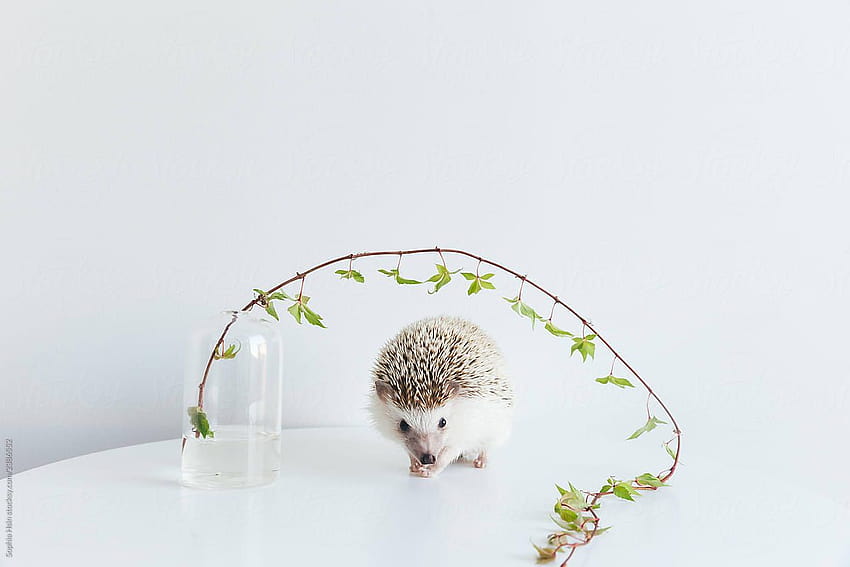 Very cute African Pygmy hedgehog on white backgrounds with ivy, hedgehog summer HD wallpaper