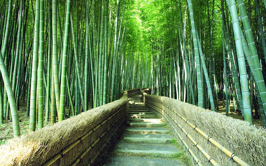 ทางเท้าในป่าไผ่ซากาโนะ เกียวโต ญี่ปุ่น วอลล์เปเปอร์ HD
