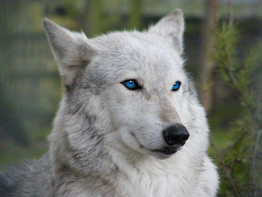 Le loup aux yeux bleus :. WIP par Cherzerd, yeux de loup bleus Fond d'écran HD