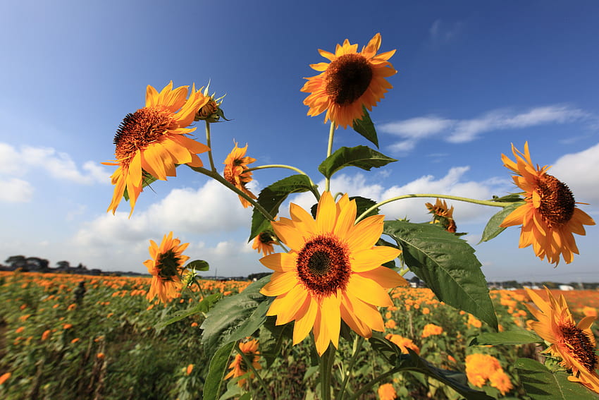 Sonnenblumen, Helianthus annuus HD-Hintergrundbild