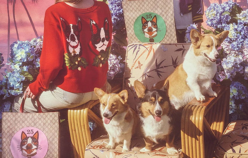 Orso dan Bosco, anjing terrier Boston dari Direktur Kreatif Gucci Alessandro Michele tampil di Tahun Baru Imlek . Wallpaper HD