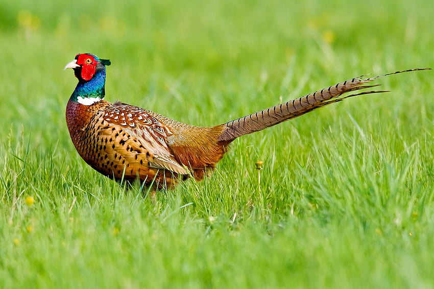 Pheasant , Animal, HQ Pheasant, Pheasants HD Wallpaper | Pxfuel