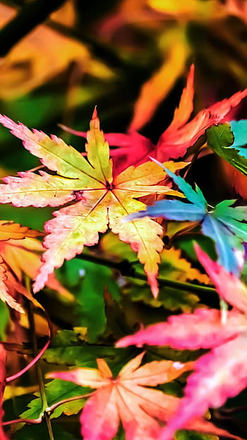 Red Maple Leaves Branches In Blur Background 4K HD Nature Wallpapers  HD  Wallpapers  ID 68914
